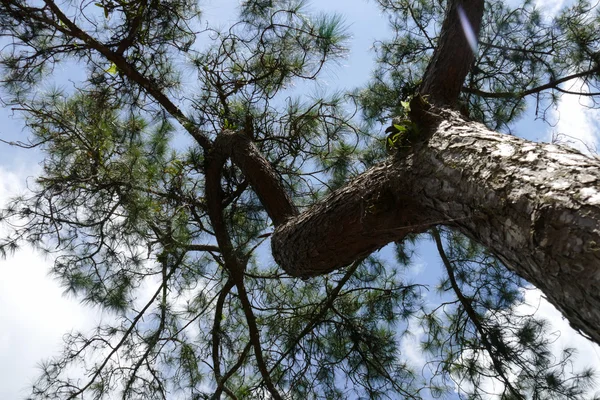 Branche et feuilles de grand arbre — Photo