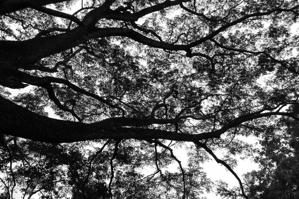 Ramo e folhas de árvore grande, preto e branco — Fotografia de Stock