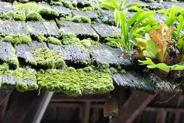 Fern, moss a rostlina rostoucí na staré střechy — Stock fotografie