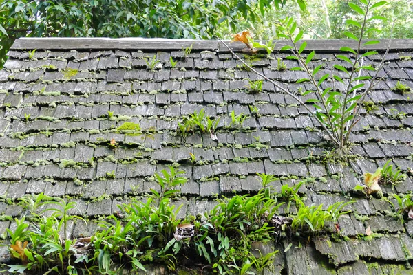 fern, moss and plant growing on the old roof