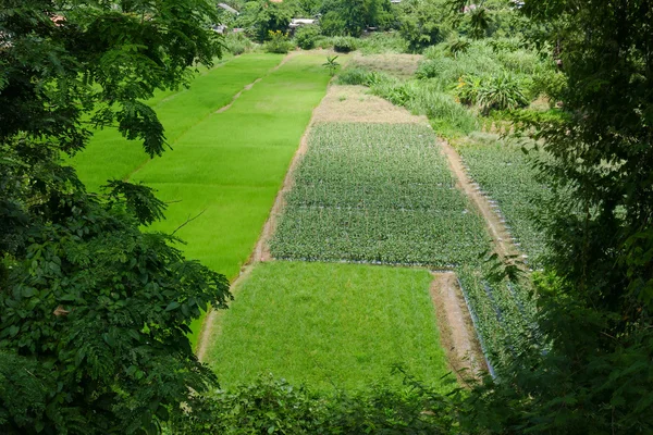 Vista do campo de arroz paddy — Fotografia de Stock