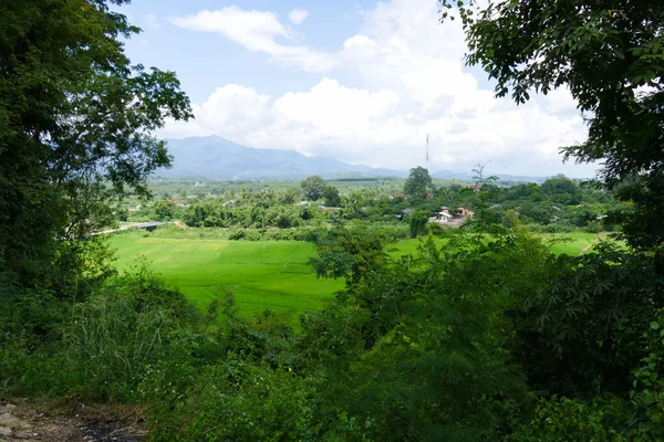 Vista do arrozal, floresta e montanha — Fotografia de Stock