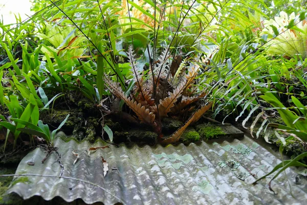 Fern, moss a rostlina rostoucí na staré střechy — Stock fotografie