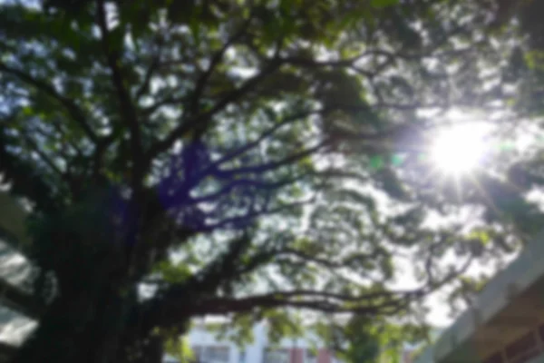 Ηλιαχτίδες μέσα από κλαδί και φύλλα από το μεγάλο δέντρο (θάμπωμα και σφαιρικό διαθλαστικό σφάλμα εμφάνισε — Φωτογραφία Αρχείου