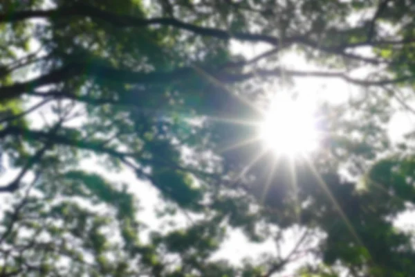 Luz del sol a través de ramas y hojas de árboles grandes (desenfoque y desenfoque — Foto de Stock