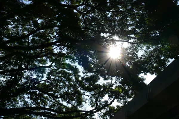 Luz del sol a través de ramas y hojas de árboles grandes — Foto de Stock