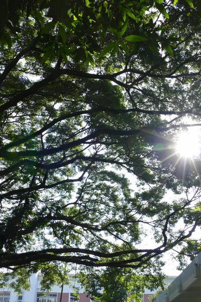 Sunlight przez gałęzi i liści wielkie drzewo — Zdjęcie stockowe