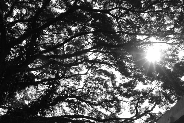 sunlight through branch and leaves of big tree, black and white