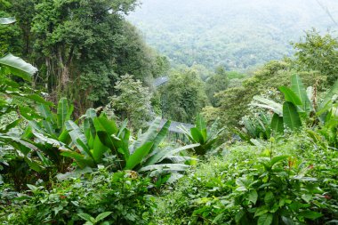 Ormanın içinde gri geçit yaya köprüsü