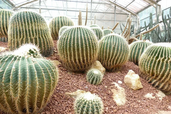 Kaktus wächst im Gewächshaus — Stockfoto