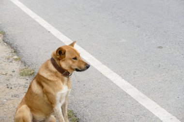 kahverengi köpek yol kenarında oturan