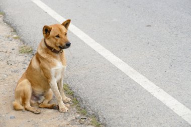 kahverengi köpek yol kenarında oturan