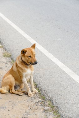 kahverengi köpek yol kenarında oturan
