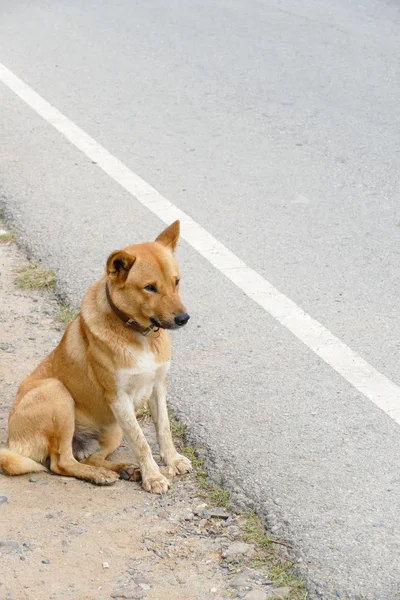 Καφέ σκυλί κάθεται δίπλα στο δρόμο — Φωτογραφία Αρχείου