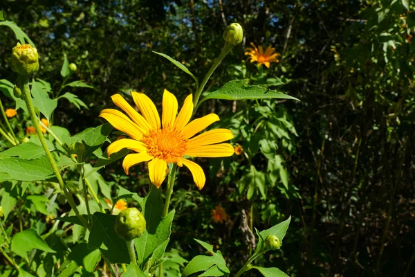 Girasole messicano o calendula — Foto Stock