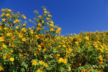 Meksika ayçiçeği çiçeklenme