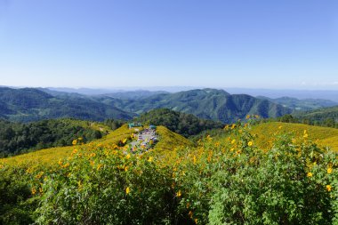 Çiçeklenme Meksika ayçiçeği görmek için turizm seyahat