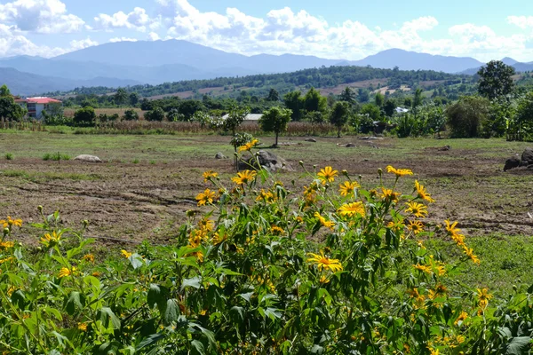 Aiuola con vista sulle montagne — Foto Stock