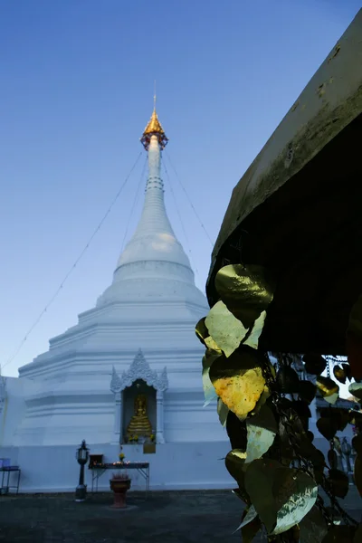 Złote liście Bodhi tree i białe buddyjska pagoda — Zdjęcie stockowe
