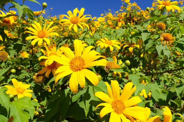 Blooming Mexican sunflower — Stock Photo, Image