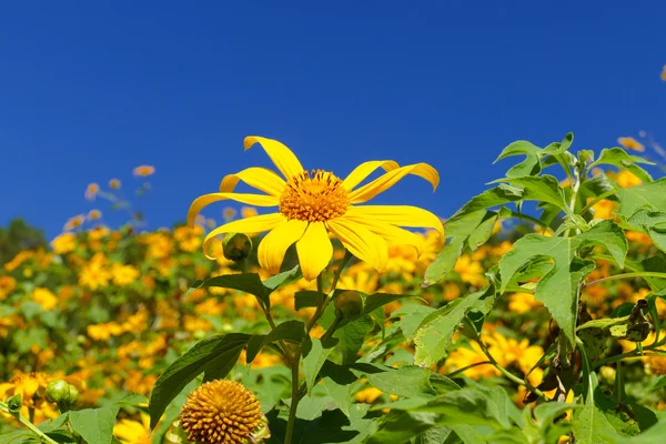 Blooming Mexican sunflower — Stock Photo, Image