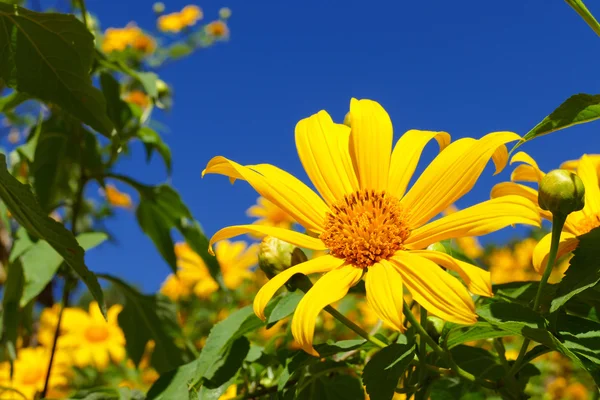 Blooming Mexican sunflower — Stock Photo, Image