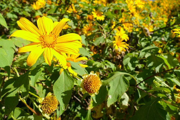 Blooming Mexican sunflower — Stock Photo, Image