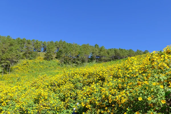 Цветущий мексиканский подсолнух на холме — стоковое фото