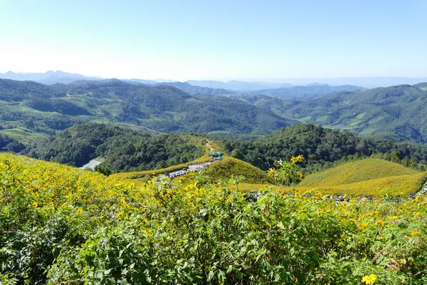 Tournesol mexicain en fleurs sur la colline — Photo