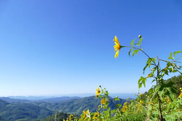 Kwitnący meksykański słonecznika na wzgórzu — Zdjęcie stockowe