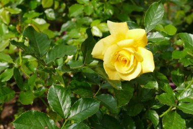 çiçek açan Sarı Gül 