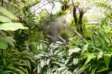 Botanik bahçesinde şelale