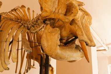 Kafatasını fil hayvan