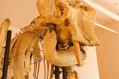 Kafatasını fil hayvan