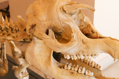 Kafatasını tapir hayvan