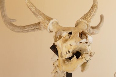 Kafatasını sambar geyiği hayvan