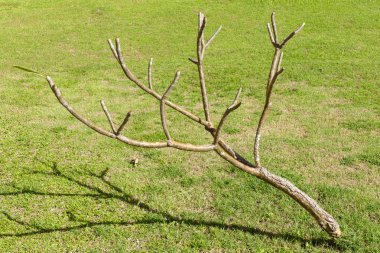 çim bahçesinde üzerinde ağacının dalını