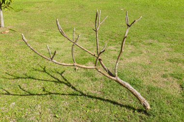 çim bahçesinde üzerinde ağacının dalını