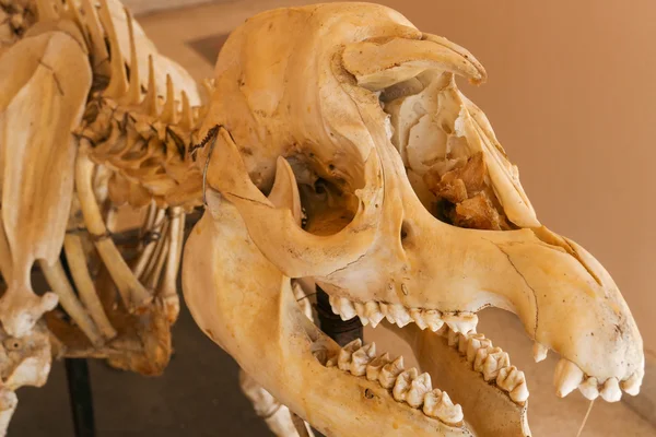 Os du crâne de tapir animal — Photo