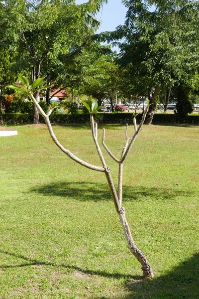 草坪院子里的树枝 — 图库照片