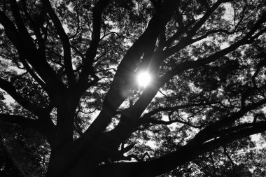 büyük ağaç ile güneş ışığı