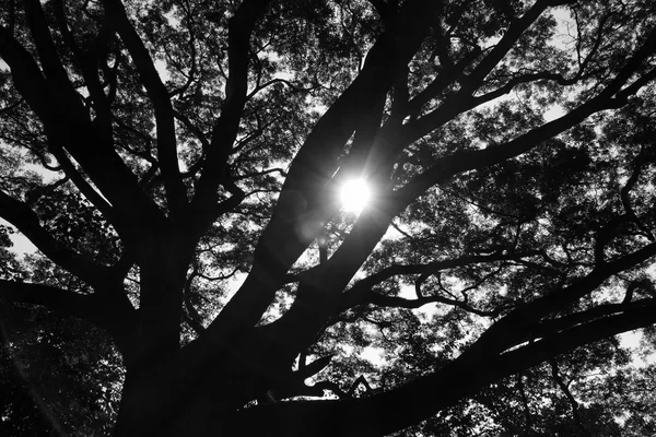 Luz del sol a través de un árbol grande — Foto de Stock