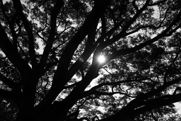 Luz del sol a través de un árbol grande — Foto de Stock