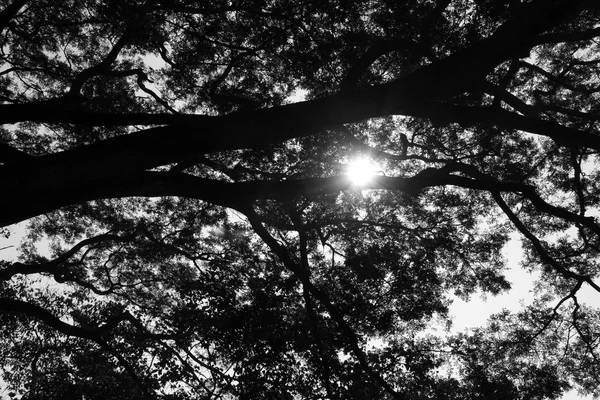 Luz del sol a través de un árbol grande — Foto de Stock