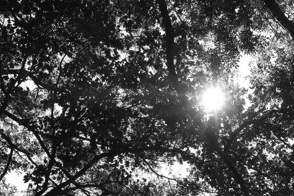 Солнечный свет сквозь большое дерево — стоковое фото