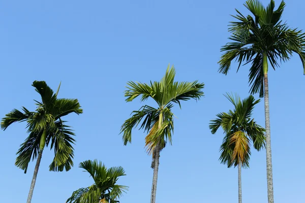 Palmeira com fundo céu azul — Fotografia de Stock