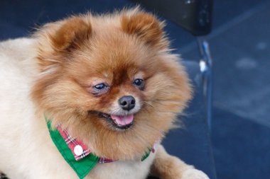 Sandalyede oturan Pomeranian kahverengi köpek