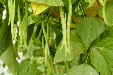 Bush tarım çiftliği büyüyen fasulye