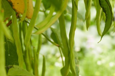 Bush tarım çiftliği büyüyen fasulye