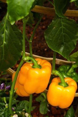 tatlı biber büyüyen organik tarım